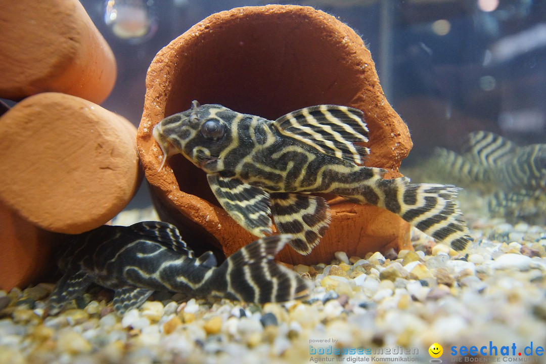 AQUA-FISCH - Internationale Aquaristik-Messe: Friedrichshafen, 07.03.2015