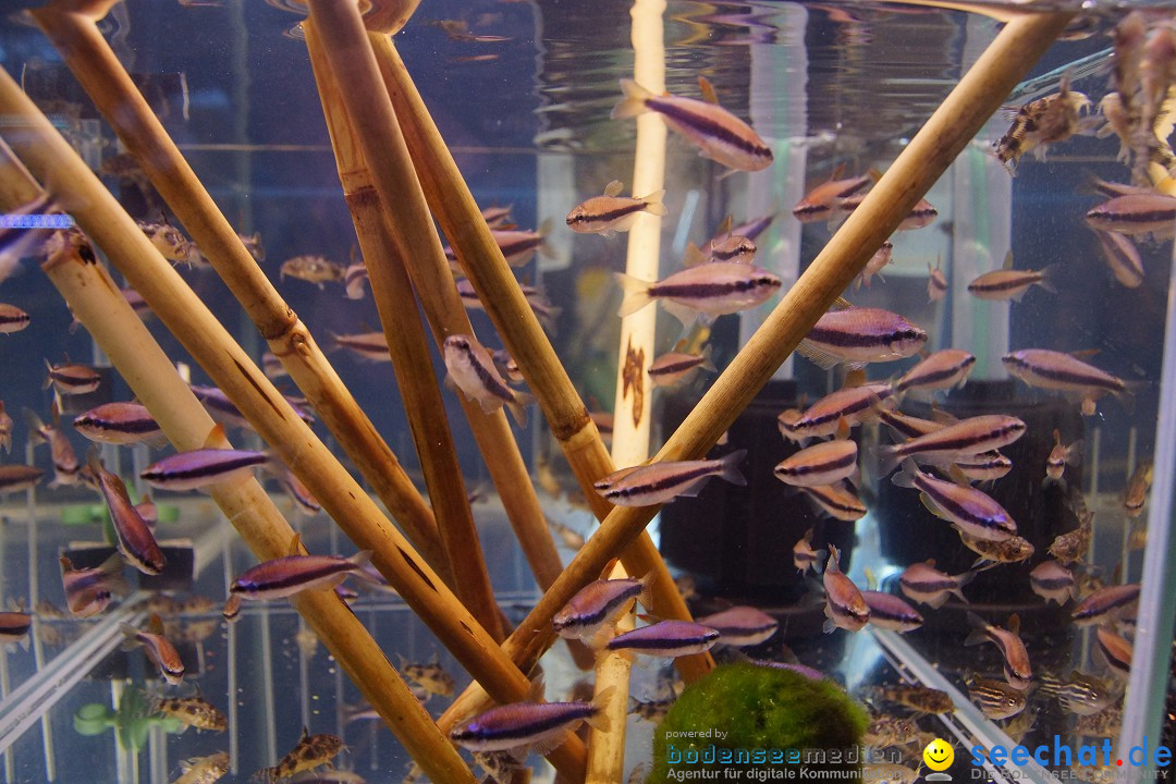 AQUA-FISCH - Internationale Aquaristik-Messe: Friedrichshafen, 07.03.2015