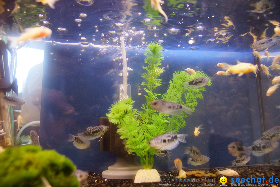 AQUA-FISCH - Internationale Aquaristik-Messe: Friedrichshafen, 07.03.2015