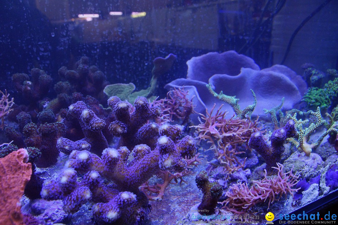 AQUA-FISCH - Internationale Aquaristik-Messe: Friedrichshafen, 07.03.2015