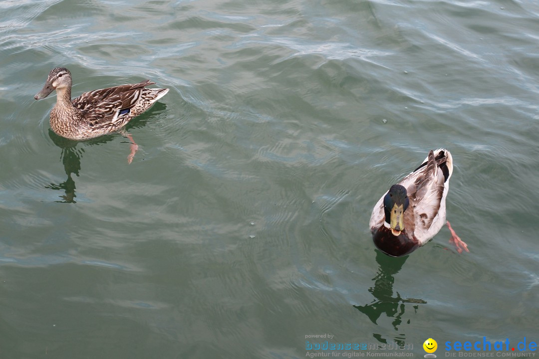 Christof Wandratsch: Bodenseequerung - Friedrichshafen, 21.06.2015