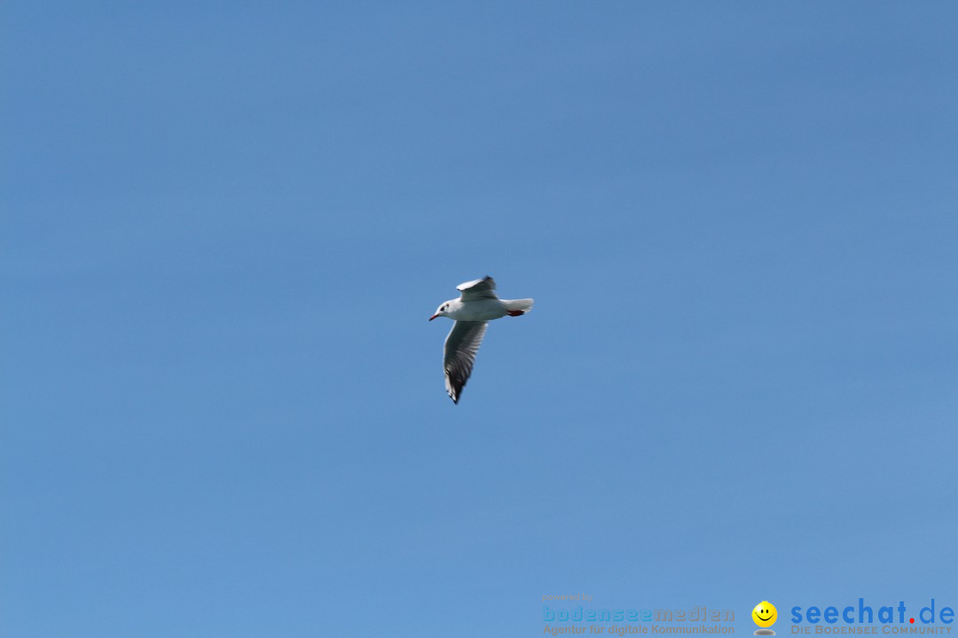 Bodensee Breitenquerung - Peggy Hennings: Friedrichshafen, 12.09.2015