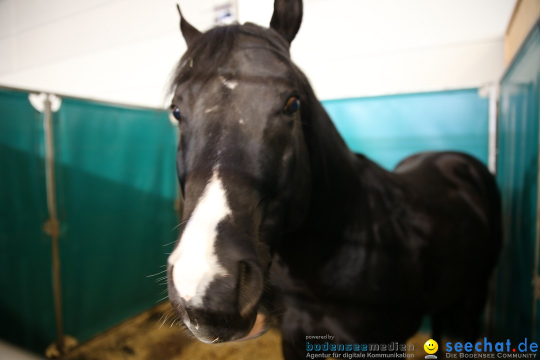 PFERD BODENSEE: Friedrichshafen am Bodensee, 13.02.2016