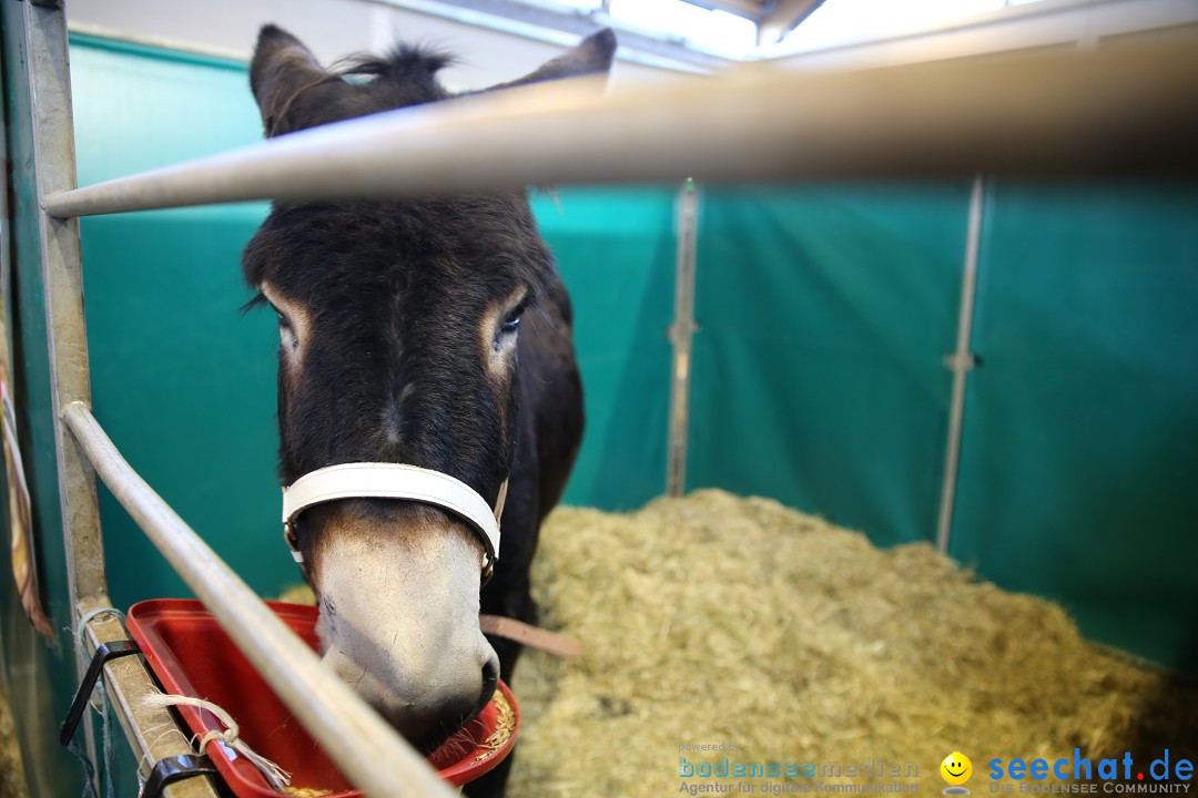 PFERD BODENSEE: Friedrichshafen am Bodensee, 13.02.2016