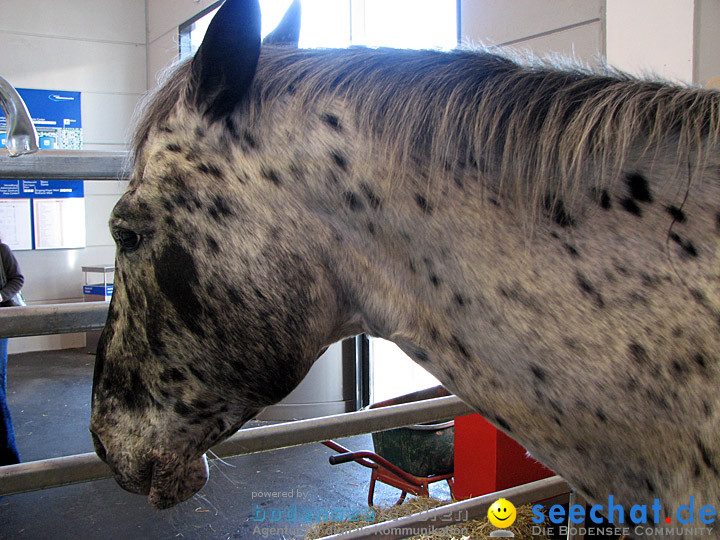 Pferd Bodensee 2008