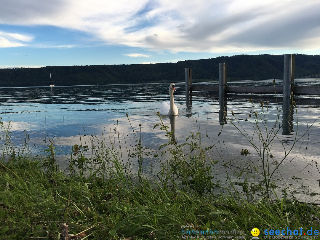 Hochwasser-Bodensee-2016-06-17-Bodensee-Community_SEECHAT_DE-IMG_4525.JPG