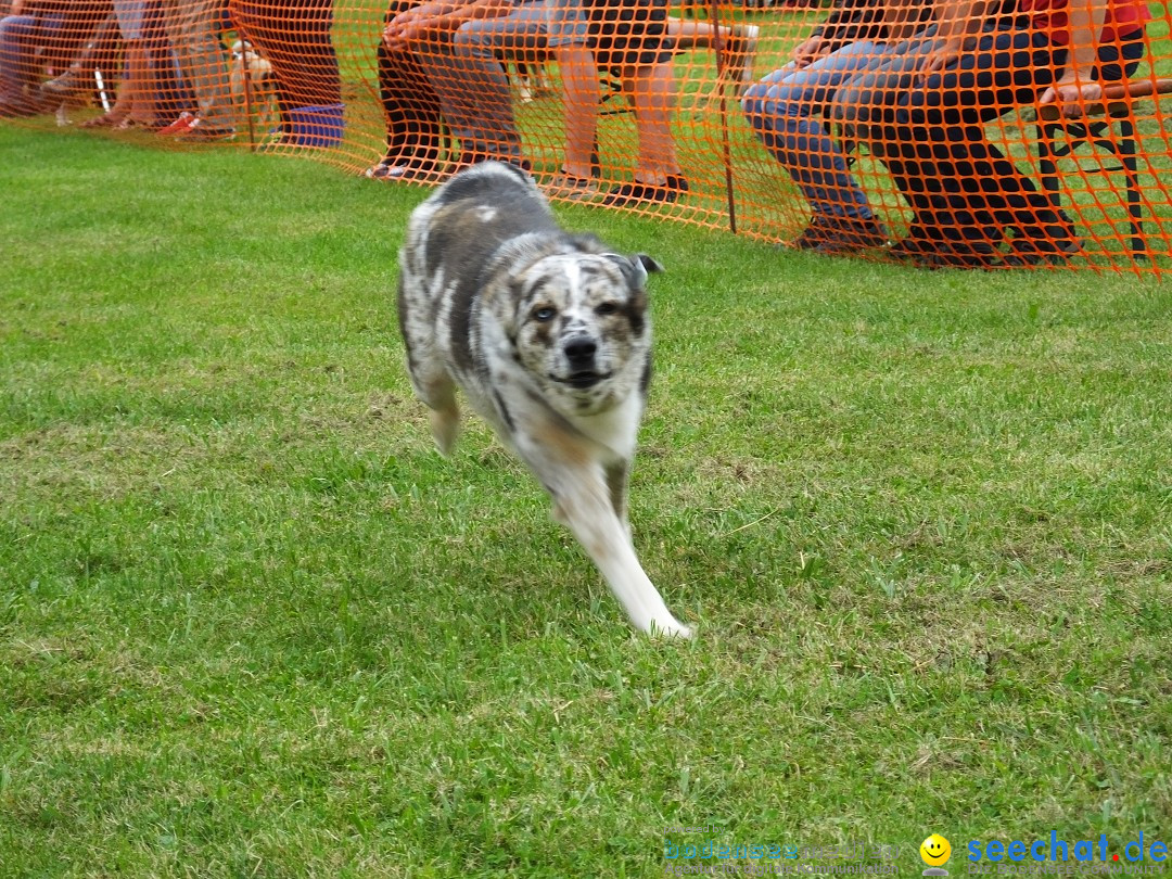 Struppirennen im Tierschutzverein: Bad-Saulgau, 04.09.2016