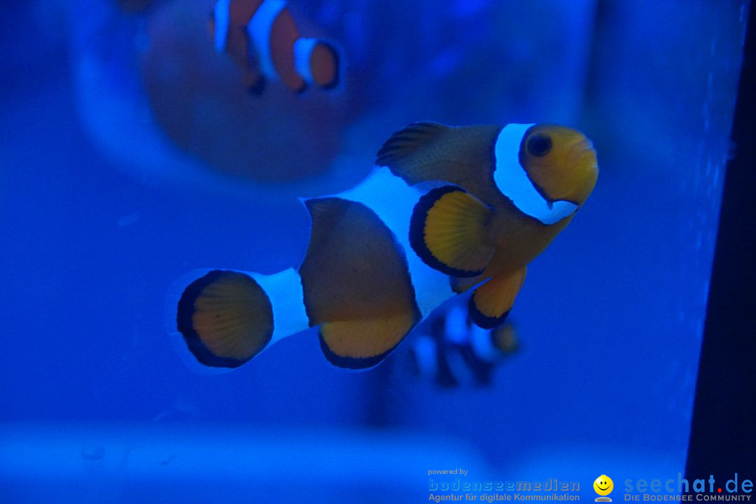 AQUA-FISCH - Internationale Aquaristik-Messe: Friedrichshafen, 06.03.2017