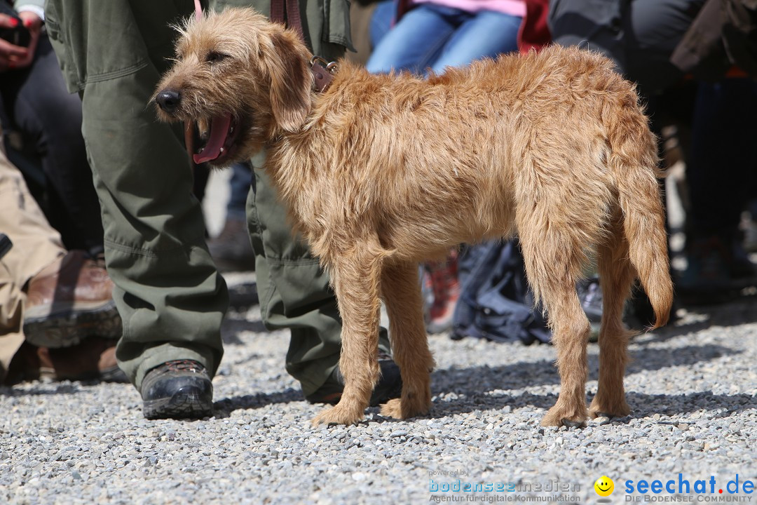 Jagdhundetag Dornsberg der Landesjagdschule: Eigeltingen, 23.04.2017