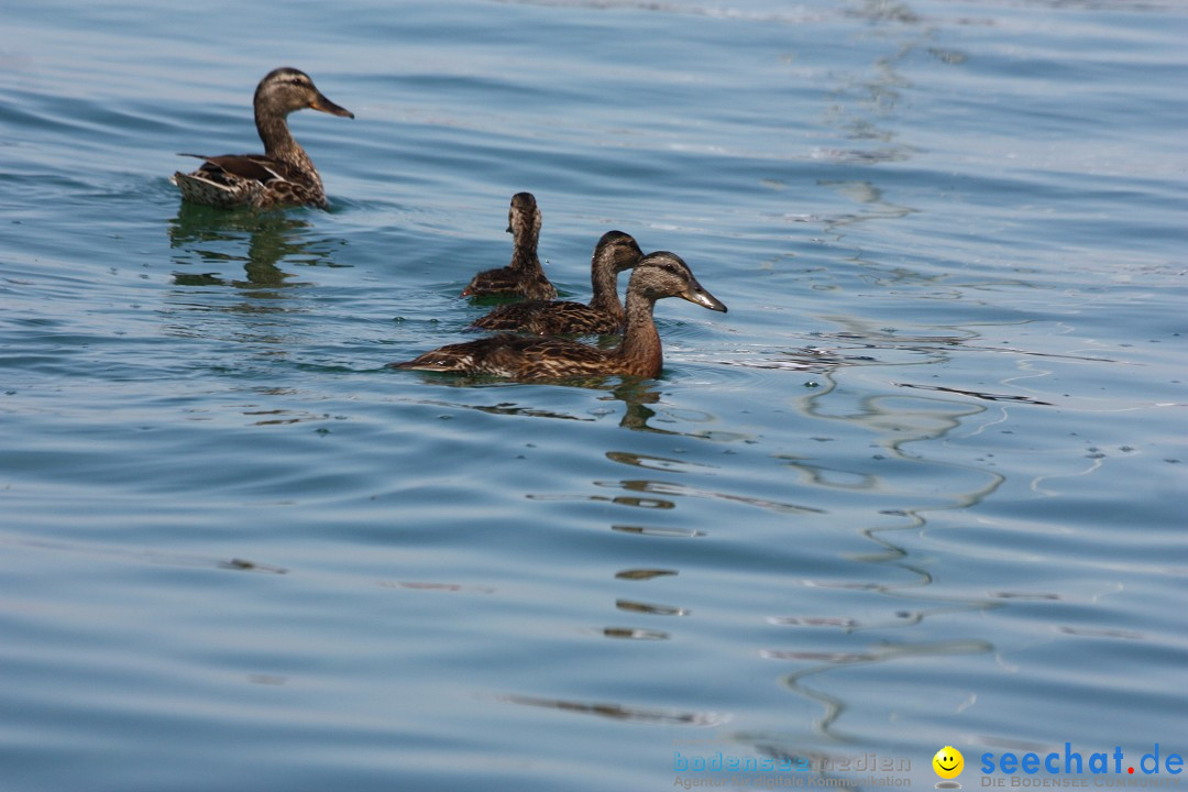 Dreilaender-Bodensee-Querung-BODENSEEBOOT-Alard-Schroeder-2017-SEECHAT_DE-I