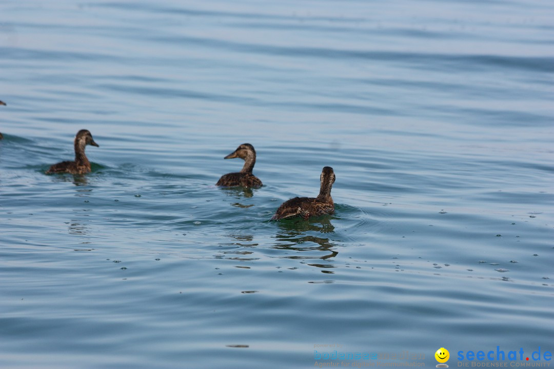 Dreilaender-Bodensee-Querung-BODENSEEBOOT-Alard-Schroeder-2017-SEECHAT_DE-I