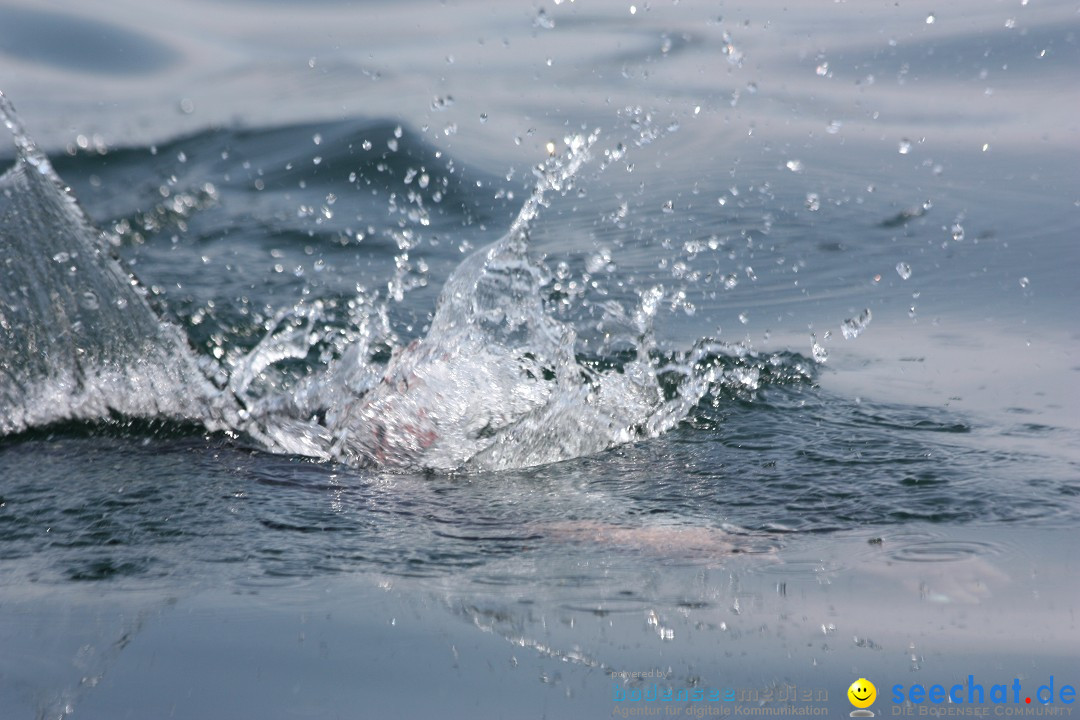 Dreilaender-Bodensee-Querung-BODENSEEBOOT-Alard-Schroeder-2017-SEECHAT_DE-I