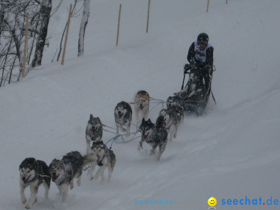 Internationales Schlittenhunderennen: Todtmoos im Schwarzwald, 31.01.2010