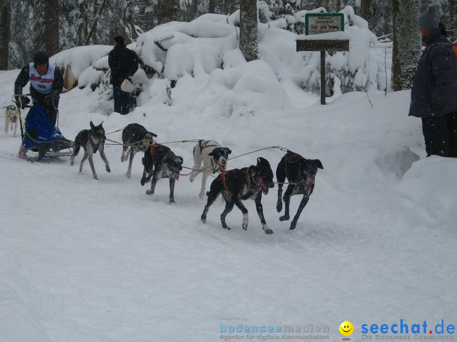 Internationales Schlittenhunderennen: Todtmoos im Schwarzwald, 31.01.2010