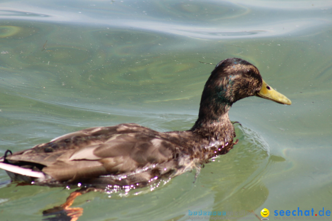 Internationale Bodenseewoche: Konstanz am Bodensee, 26.05.2018