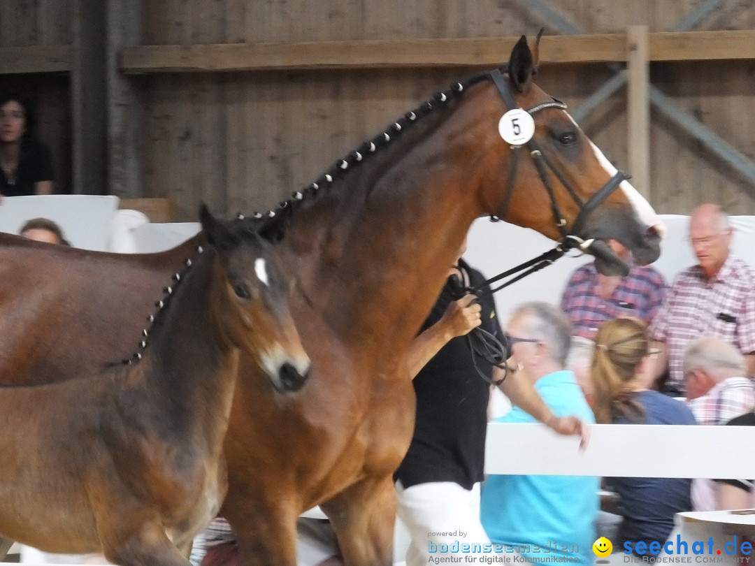 Fohlenmarkt: Riedlingen, 23.08.2018