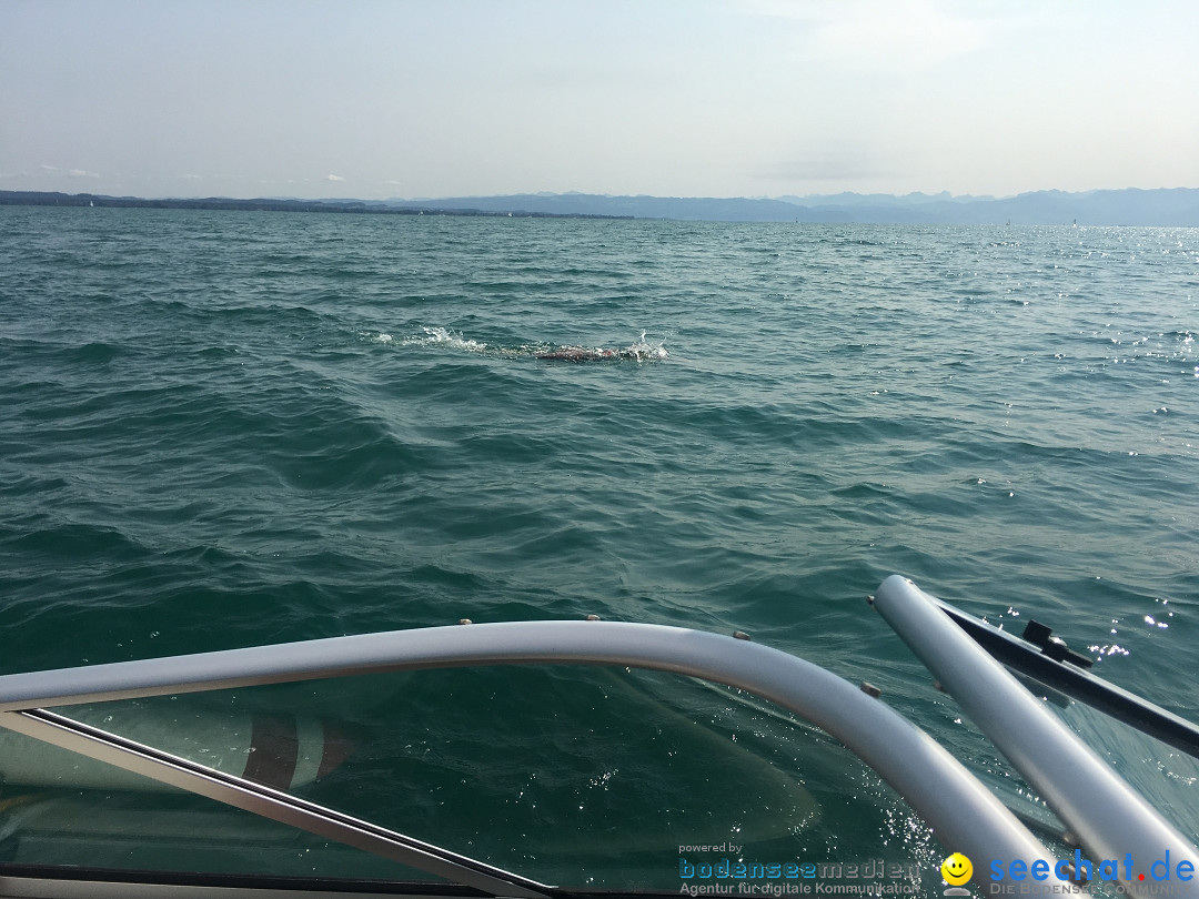 BODENSEEBOOT Breitenquerung, Sandra Hornig: Friedrichshafen, 28.08.2018