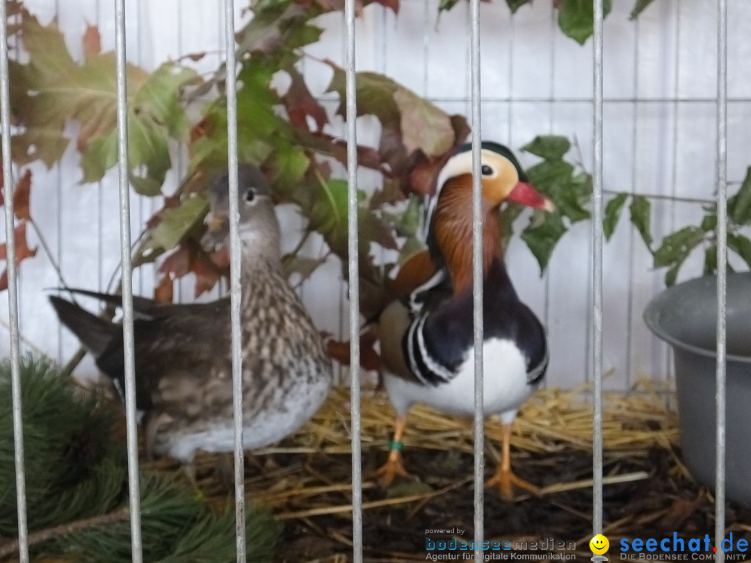 Rassegefluegelschau: Riedlingen, 14.10.2018