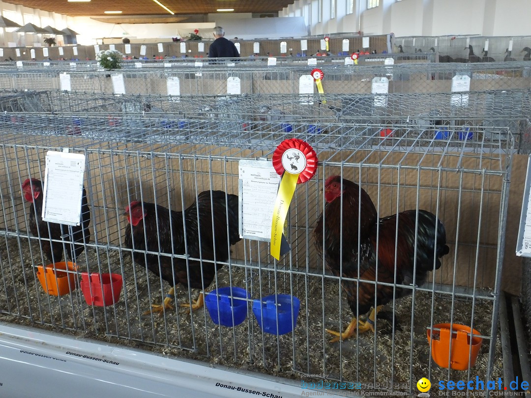 Rassegefluegelschau: Riedlingen, 14.10.2018