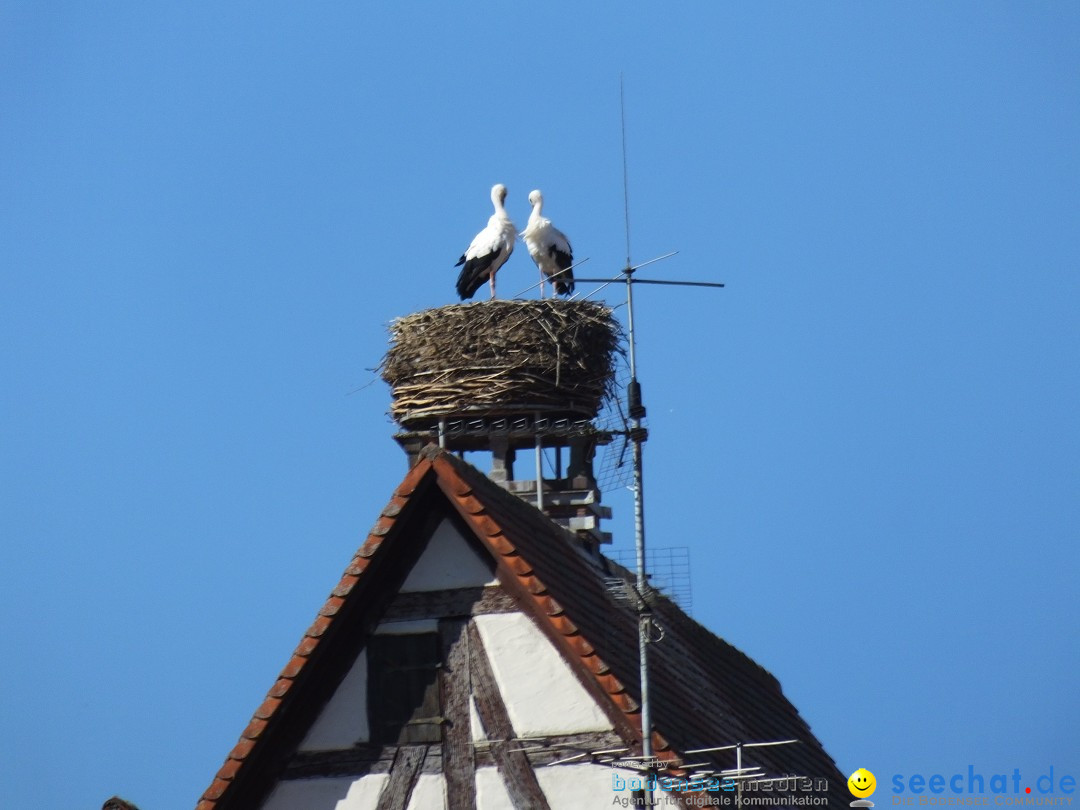 Gallusmarkt: Riedlingen, 14.10.2018