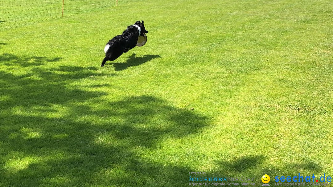 Hundeshow: Rorschach, 19.05.2019