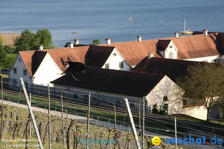 MATCH RACE GERMANY 2008