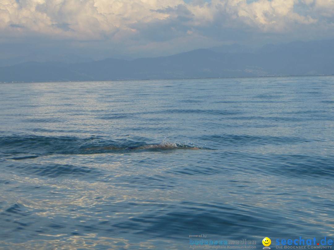 BODENSEEBOOT.DE 2fache SeeQuerung- Cyril Spuler: Romanshorn 19.07.2020