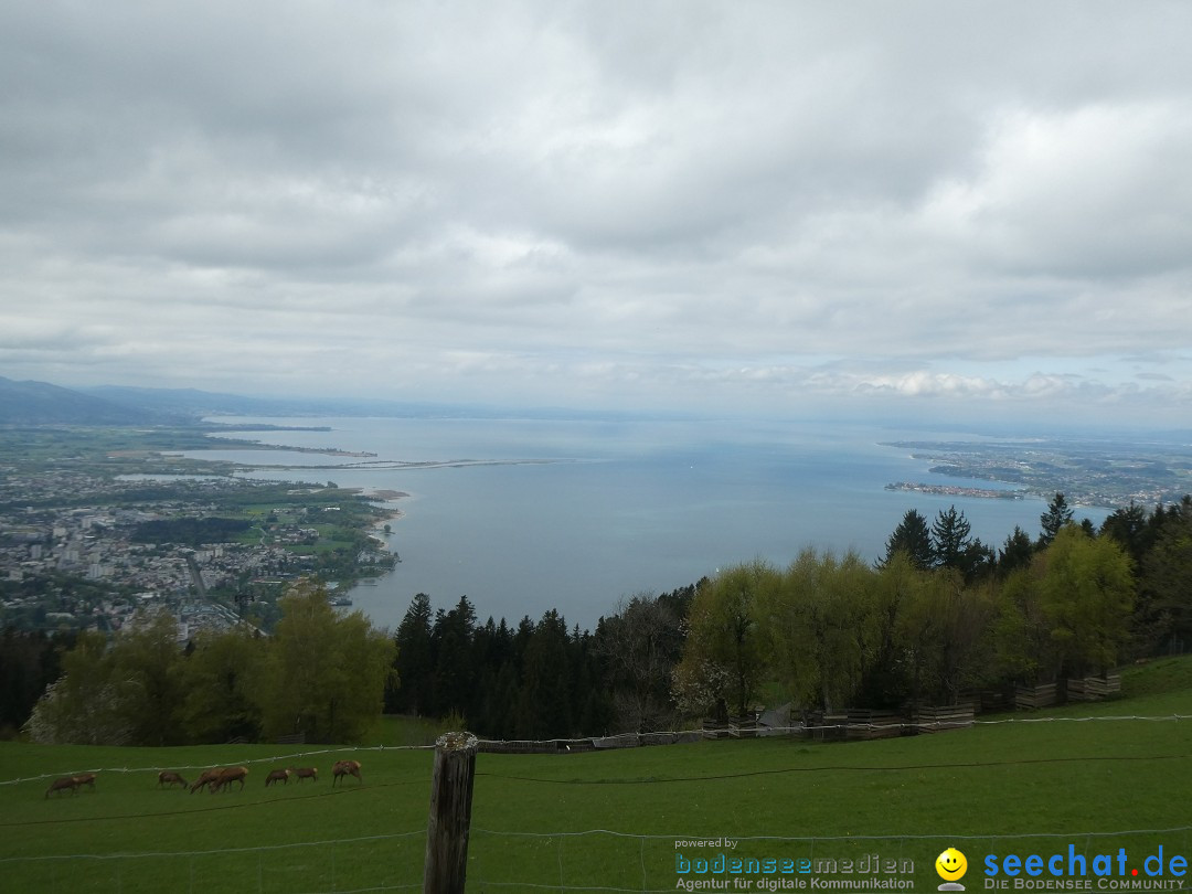 52. Internationale Flottensternfahrt: Bregenz am Bodensee, 26.04.2025