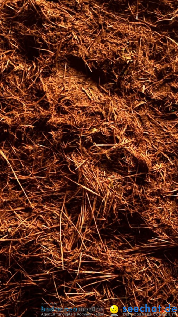 Funken - Funkenfeuer: Weingarten, 22.02.2026