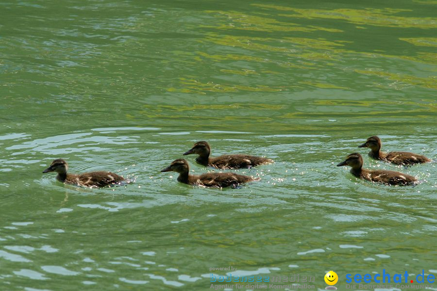 4. Internationales Seehafenfliegen 2010: Lindau am Bodensee, 26.06.2010