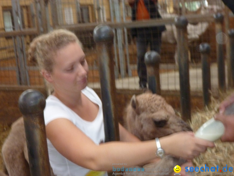Afrikafest auf dem Kamelhof: Rotfelden, 06.08.2010