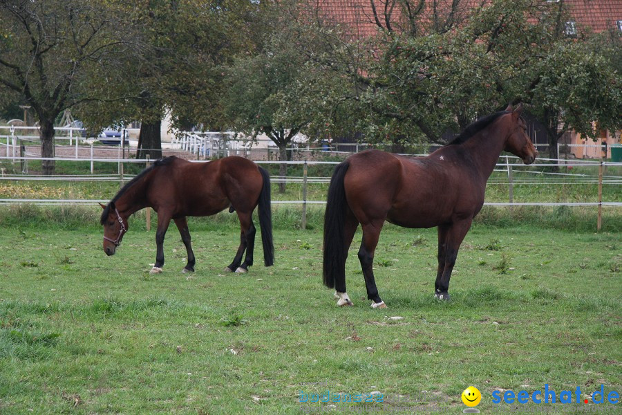 Reitstall-Forster-Steisslingen-Wiechs-10102010-Bodensee-Community-seechat_de-_03.JPG