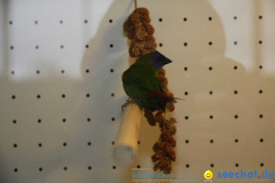 Vogelschau: Ailingen bei Friedrichshafen, 07.11.2010