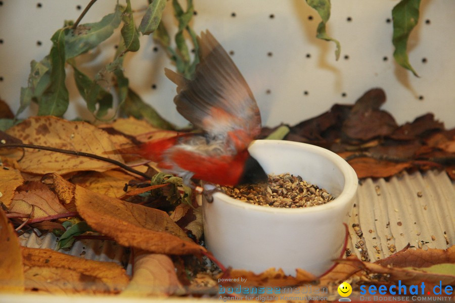 Vogelschau: Ailingen bei Friedrichshafen, 07.11.2010