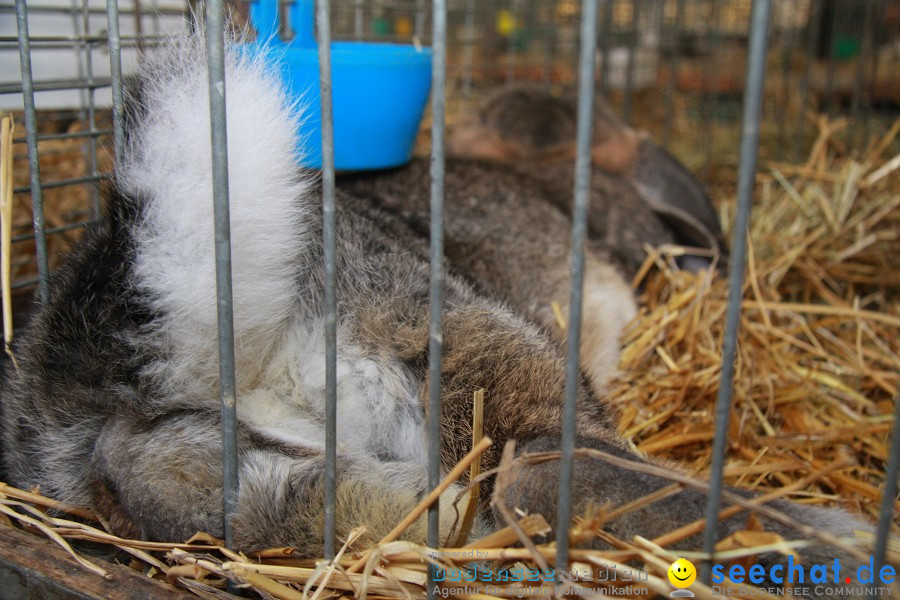 Vogelschau: Ailingen bei Friedrichshafen, 07.11.2010