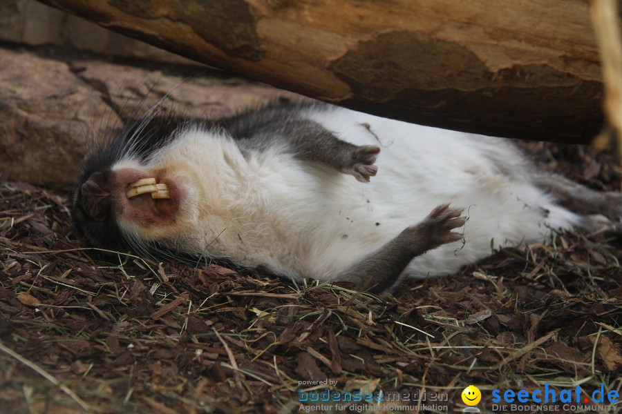 WILHELMA - zoologisch-botanischer Garten: Stuttgart, 05.02.2011