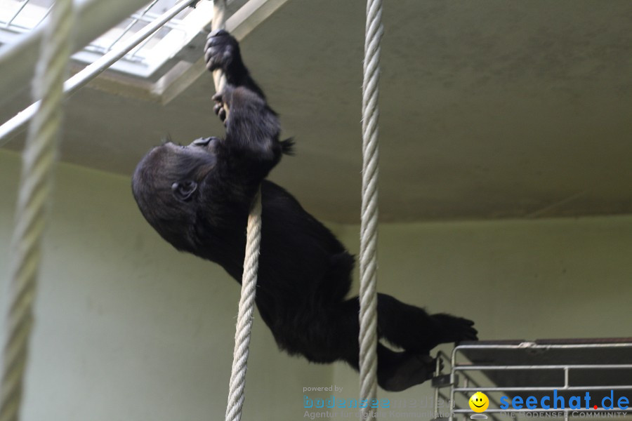 WILHELMA - zoologisch-botanischer Garten: Stuttgart, 05.02.2011
