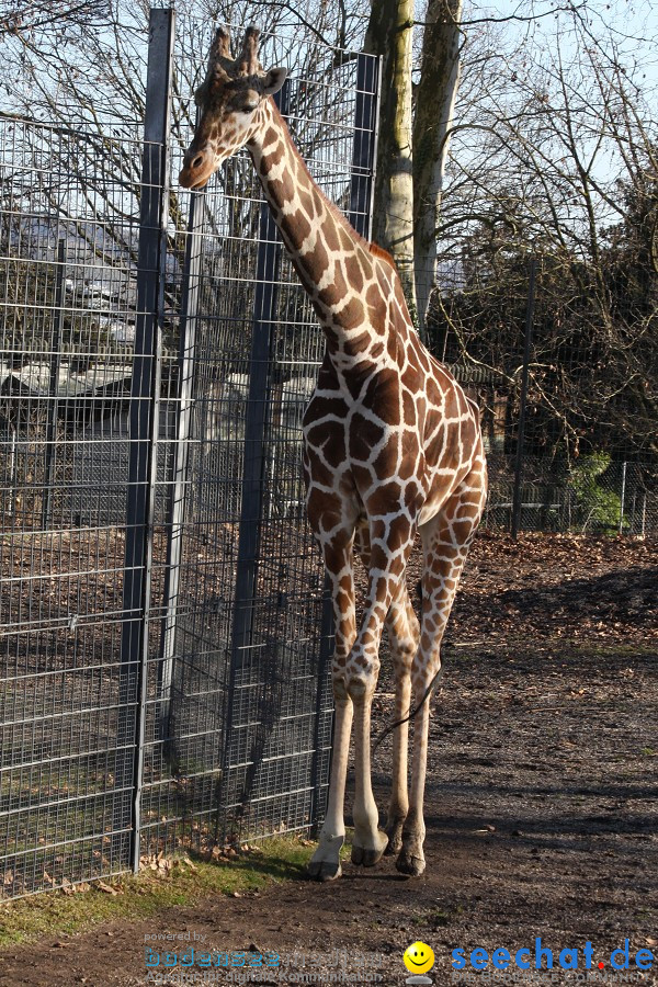 WILHELMA - zoologisch-botanischer Garten: Stuttgart, 05.02.2011