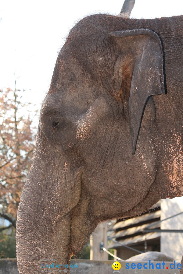 WILHELMA - zoologisch-botanischer Garten: Stuttgart, 05.02.2011
