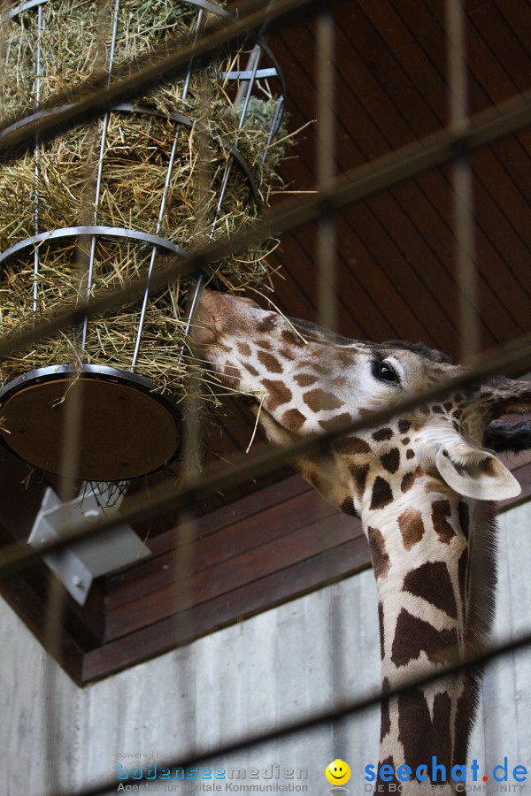 WILHELMA - zoologisch-botanischer Garten: Stuttgart, 05.02.2011