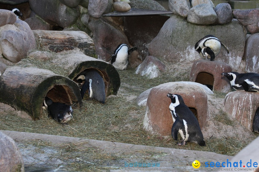 WILHELMA - zoologisch-botanischer Garten: Stuttgart, 05.02.2011