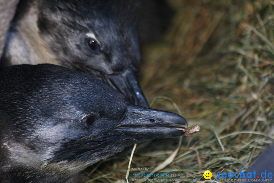 WILHELMA - zoologisch-botanischer Garten: Stuttgart, 05.02.2011