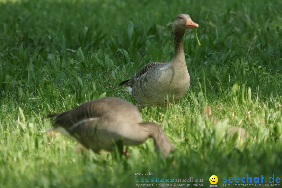 Ausflug: Affenberg: Salem am Bodensee, 23.04.2011
