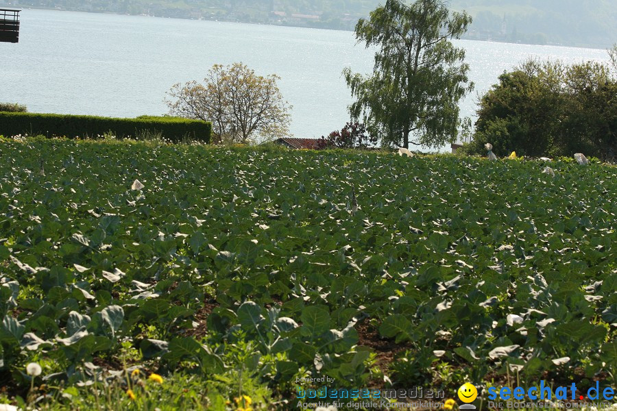 Ausflugsfahrt: Radolfzell - Insel Reichenau: Bodensee-Schifffahrt, 25.04.20